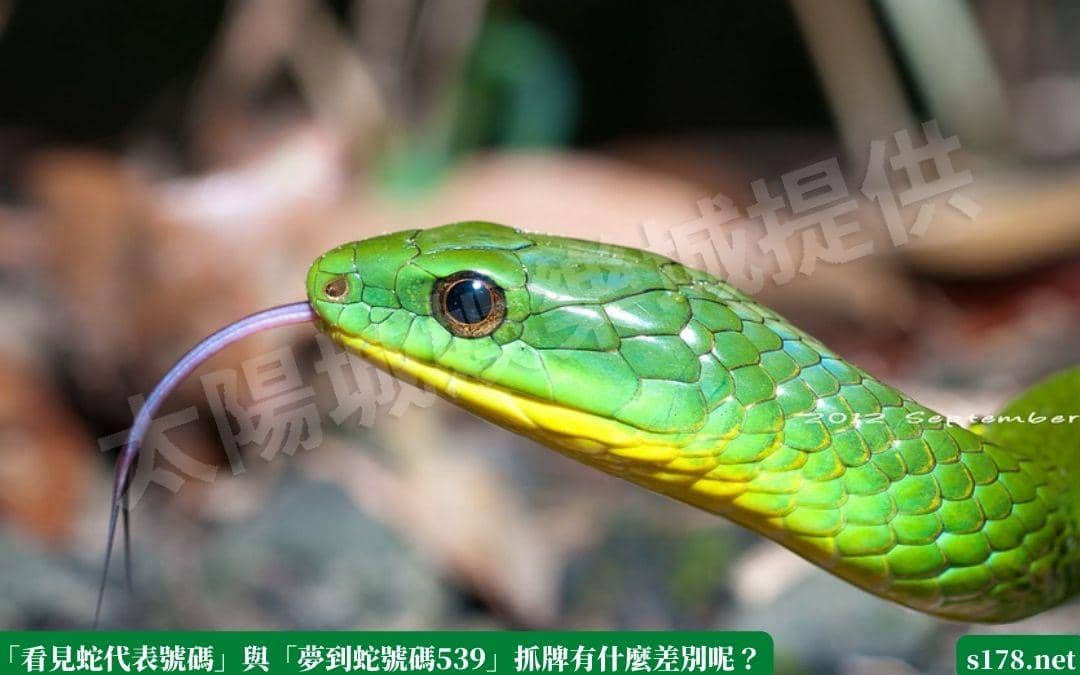 「看見蛇代表號碼」與「夢到蛇號碼539」抓牌有什麼差別呢？