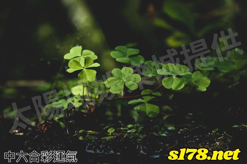 中六合彩運氣